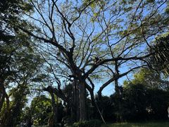 -瑞丽独树成林风景区