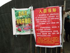 -喜杨洋草莓采摘园