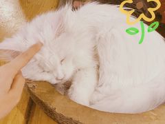 -猫小院猫主题咖啡厅(北锣店)