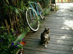 -海边的猫和咖啡馆