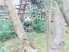 景点-成都大熊猫繁育研究基地