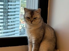 -有喵·猫咖·狗咖·30几只猫10只小狗(岗厦店)