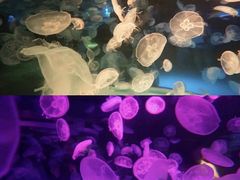 -海合安成都极地海洋公园