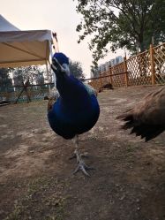 -萌宠亲子动物乐园(槐房万达店)