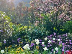-深圳仙湖植物园