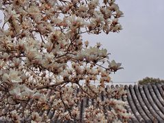 -颐和园