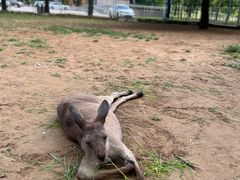-秦皇岛野生动物园