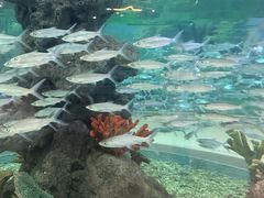 -芜湖新华联大白鲸海洋公园