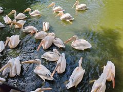 -广州长隆飞鸟乐园
