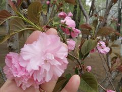 -长白岛森林公园