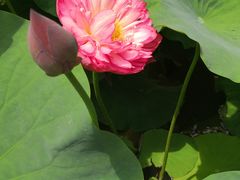-瀛洲公园