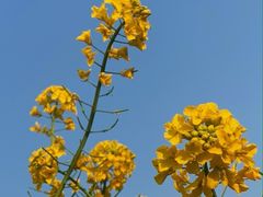 -长兴太湖图影湿地文化园