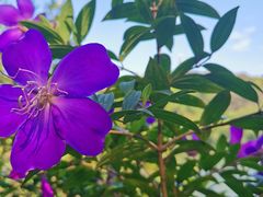 -西樵山风景名胜区-天湖公园