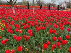 -泗洪洪泽湖湿地景区