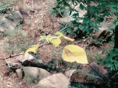 -泰山风景名胜区-普照寺