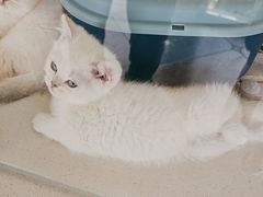 -糯米喵星人总部直营旗舰店·猫舍·幼猫出售