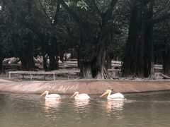 -广州长隆飞鸟乐园