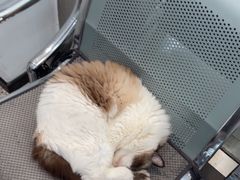-四月宠物医院·猫专科·心脏专科·内科(转塘店)