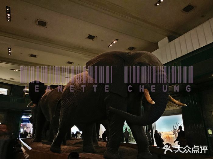 美国自然历史博物馆图片