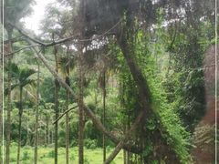 -海南槟榔谷黎苗文化旅游区