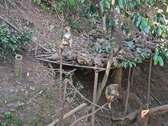 -野象谷景区