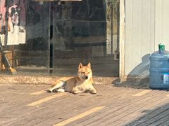 -趣多多宠物公园·宠物训犬学校·宠物寄养