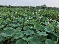 -荷塘月色湿地公园·向阳花洲