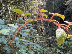 -云南屏边大围山国家公园