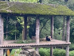 -中国大熊猫保护研究中心雅安碧峰峡基地