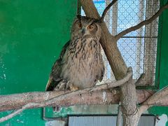 -西霞口神雕山野生动物世界