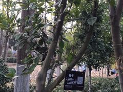 -合肥滨湖国家森林公园