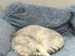 -有猫主题·治愈系猫咖(曾厝垵店)