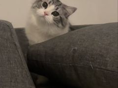-瑞派康怡24h宠物医院·犬猫医疗中心·微创绝育(瑞景分院)