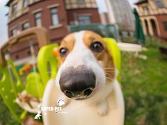 -超宠爱宠物摄影-Super pet