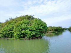 -大湾区中央湿地公园