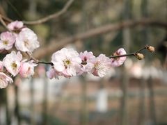 -南京古林公园