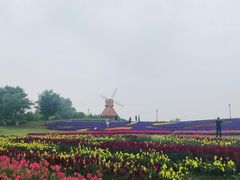 -杭州湾海上花田景区