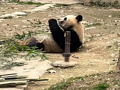 -都江堰中华大熊猫苑