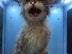 -十年猫舍·猫咪专门店(普陀店)