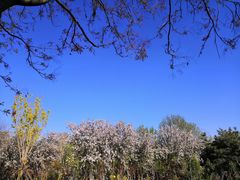 -大兴滨河森林公园