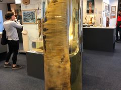 -冰岛阴茎博物馆