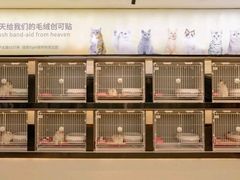 -翊宠yipet猫狗购宠庄园犬舍•猫舍