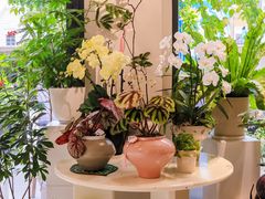 -花神·轻食简餐·咖啡馆·花卉绿植(荷兰花卉小镇店)