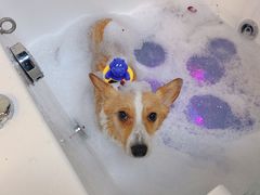 -派多格宠物(御景湾店)