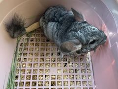 -瑞派·关忠动物医院·异宠专科·犬猫肿瘤·皮肤专科(望京店)