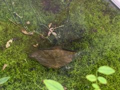 -正佳雨林生态植物园