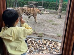 -上海野生动物园老虎餐厅