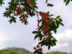 -番禺大夫山森林公园