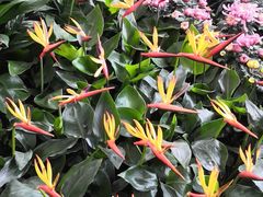 -金科花卉市场