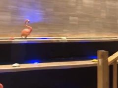 -齐河孔雀王温泉酒店·金孔雀自助百汇